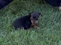 Gizmo, a male Miniature Pinscher for sale in Stratton, CO – 3 of 4