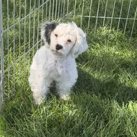 Felix, a male Shihpoo for sale in Stratton, CO – 2 of 7