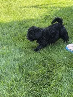 Pepper, a male Poodle - Toy  for sale in Stratton, CO – 3 of 4