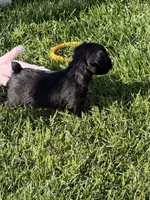 Abby, a female Miniature Schnauzer for sale in Stratton, CO – 6 of 9