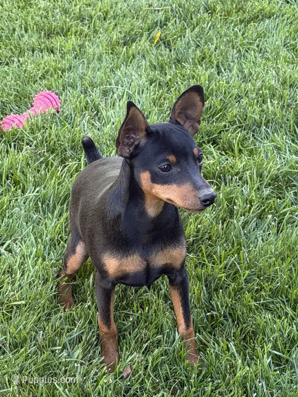 Buddy – Miniature Pinscher puppy for sale in Stratton, CO