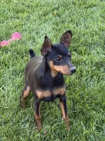 Buddy, a male Miniature Pinscher for sale in Stratton, CO – 1 of 7