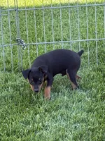Buddy, a male Miniature Pinscher for sale in Stratton, CO – 2 of 3