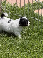 Frannie, a female Shihpoo for sale in Stratton, CO – 5 of 8