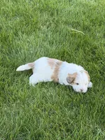Roo, a female Shihpoo for sale in Stratton, CO – Photo 2 of 7