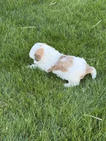 Roo, a female Shihpoo for sale in Stratton, CO – Photo 7 of 7