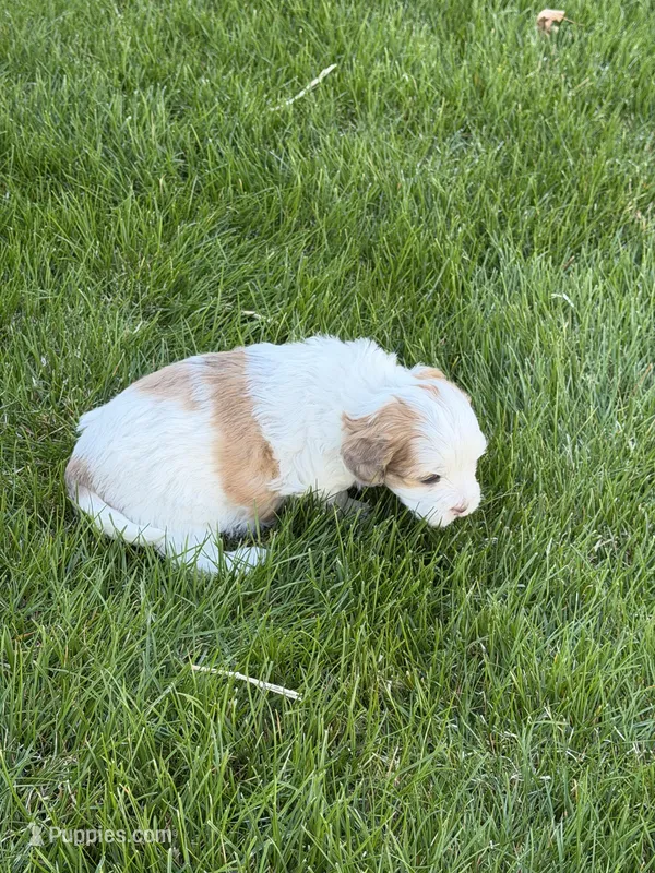 Roo – Shihpoo puppy for sale in Stratton, CO