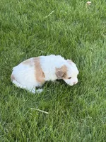 Roo, a female Shihpoo for sale in Stratton, CO – Photo 1 of 7