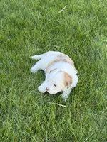 Roo, a female Shihpoo for sale in Stratton, CO – Photo 3 of 7
