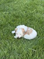 Roo, a female Shihpoo for sale in Stratton, CO – Photo 6 of 7