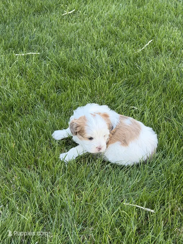 Roo – Shihpoo puppy for sale in Stratton, CO