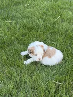 Roo, a female Shihpoo for sale in Stratton, CO – Photo 5 of 7