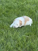 Roo, a female Shihpoo for sale in Stratton, CO – Photo 4 of 7
