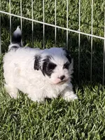 Cisco, a male Shihpoo for sale in Stratton, CO – 2 of 5