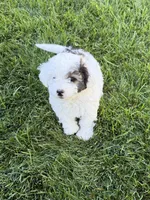 Prince, a male Poodle - Toy  for sale in Stratton, CO – 6 of 10
