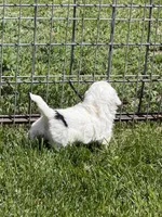 Fancy, a female Shihpoo for sale in Stratton, CO – 4 of 6