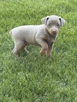 Bengi, a male Miniature Pinscher for sale in Stratton, CO – 4 of 5