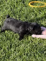 Abby, a female Miniature Schnauzer for sale in Stratton, CO – 9 of 9