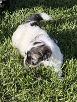 Caine, a male Shihpoo for sale in Stratton, CO – 4 of 6