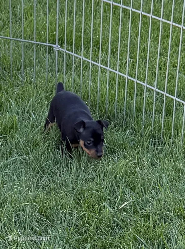 Gus – Miniature Pinscher puppy for sale in Stratton, CO