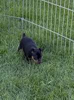 Gus, a male Miniature Pinscher for sale in Stratton, CO – 1 of 5