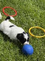 Frannie, a female Shihpoo for sale in Stratton, CO – 2 of 8