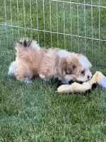 Lexi, a female Shihpoo for sale in Stratton, CO – 6 of 6