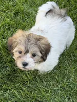 Lily, a female Shihpoo for sale in Stratton, CO – 5 of 5