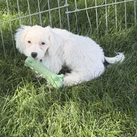 Fancy, a female Shihpoo for sale in Stratton, CO – 3 of 7