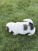 Prince, a male Poodle - Toy  for sale in Stratton, CO – 9 of 10