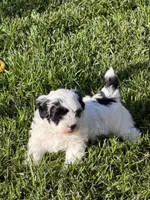 Cisco, a male Shihpoo for sale in Stratton, CO – 5 of 5