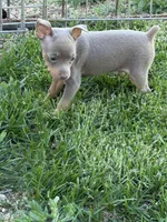 Gordy, a male Miniature Pinscher for sale in Stratton, CO – 3 of 4