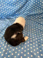 Obi, a male Shihpoo for sale in Stratton, CO – 4 of 7