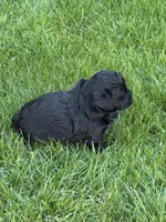 Roxy, a female Shihpoo for sale in Stratton, CO – Photo 5 of 6
