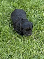 Roxy, a female Shihpoo for sale in Stratton, CO – Photo 4 of 6