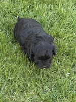 Roxy, a female Shihpoo for sale in Stratton, CO – Photo 6 of 6