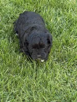 Roxy, a female Shihpoo for sale in Stratton, CO – Photo 3 of 6