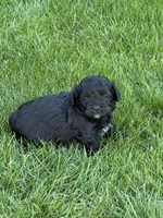 Roxy, a female Shihpoo for sale in Stratton, CO – Photo 2 of 6