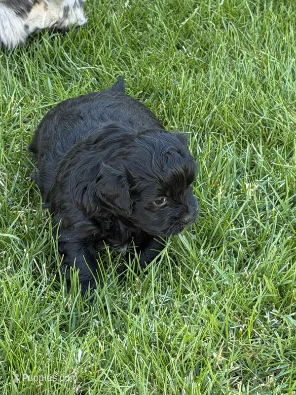Roxy – Shihpoo puppy for sale in Stratton, CO