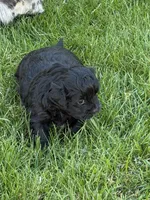 Roxy, a female Shihpoo for sale in Stratton, CO – Photo 1 of 6