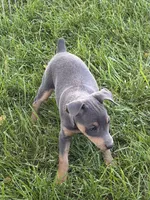 Tinker, a female Miniature Pinscher for sale in Stratton, CO – 3 of 4