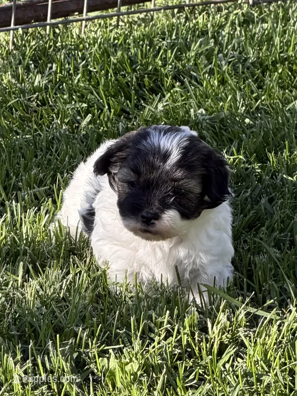 Cosmo – Shihpoo puppy for sale in Stratton, CO