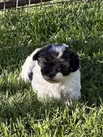Cosmo, a male Shihpoo for sale in Stratton, CO – 1 of 3