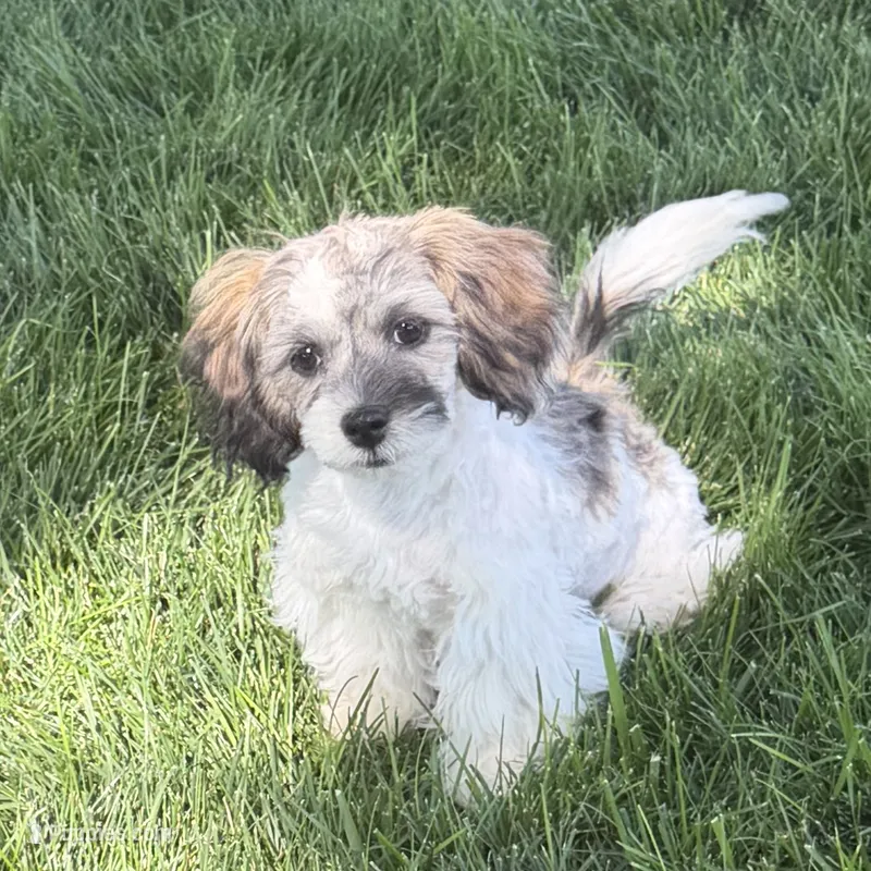 Caine – Shihpoo puppy for sale in Stratton, CO