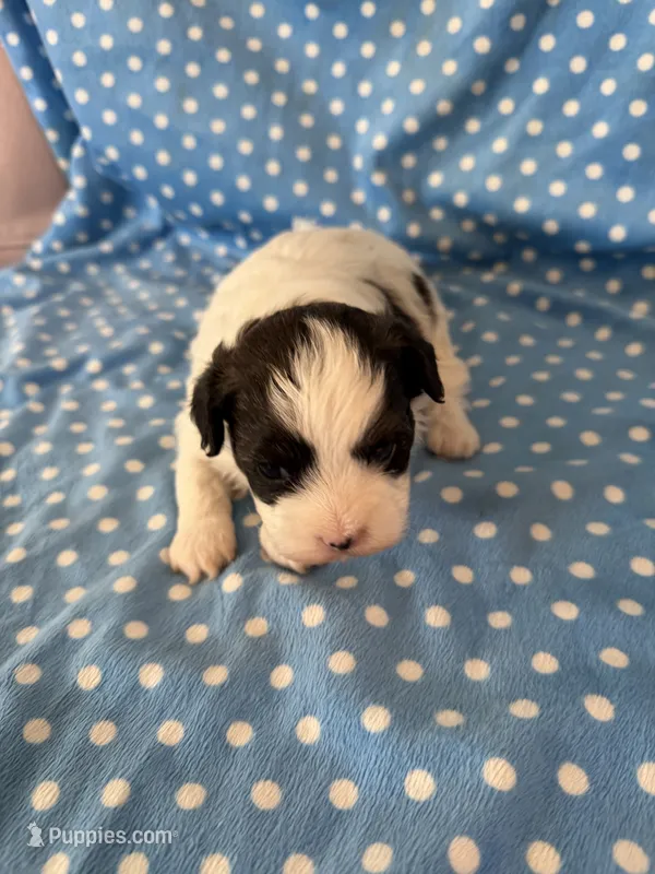 Ozzy – Shihpoo puppy for sale in Stratton, CO