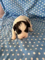 Ozzy, a male Shihpoo for sale in Stratton, CO – 1 of 5