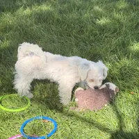 Francie, a female Shihpoo for sale in Stratton, CO – 5 of 6