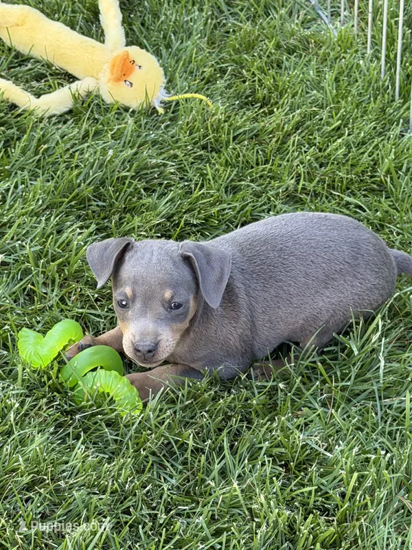 Buster – Miniature Pinscher puppy for sale in Stratton, CO