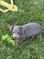 Buster, a male Miniature Pinscher for sale in Stratton, CO – 1 of 3