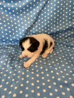 Ozzy, a male Shihpoo for sale in Stratton, CO – 5 of 5